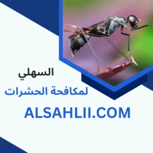 مكافجة حشرات